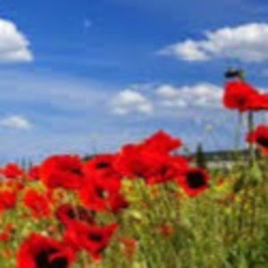 Meet your Posher, Julianna